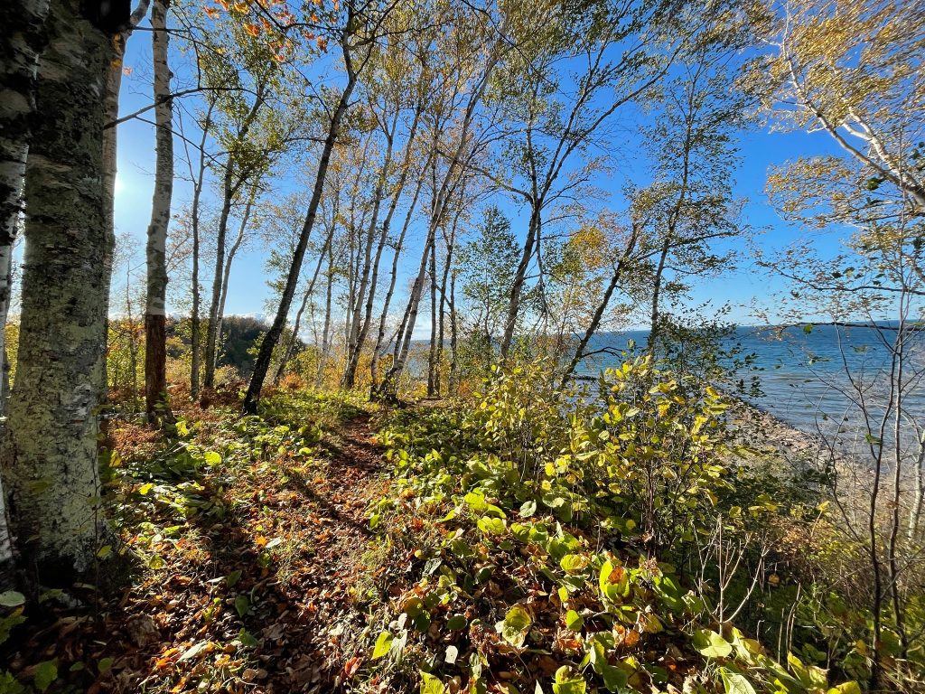 Fall colors near Big Powderhorn Mountain: Birch trees and autumn foliage overlooking Lake Superior.