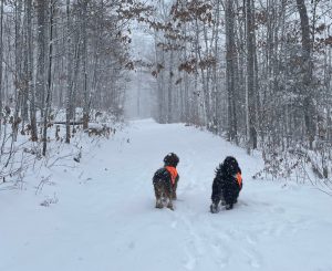 Two dogs in orange vests walk a snowy trail near Big Powderhorn Mountain.