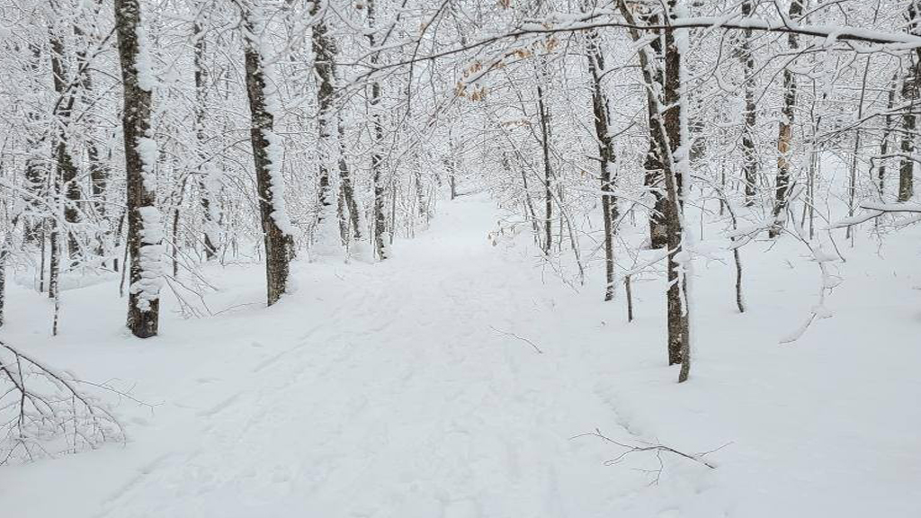 Snowy forest path in the Upper Peninsula, ideal for winter activities.